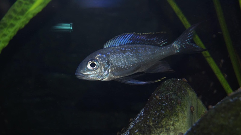 Cyathopharynx sp. 'neon streak' Kanoni